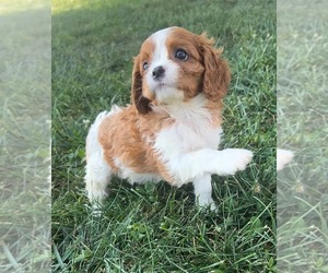 Medium Cavalier King Charles Spaniel