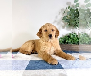 Golden Retriever Puppy for sale in GREENFIELD, IN, USA