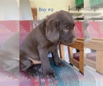 Small Photo #16 Labrador Retriever Puppy For Sale in ESCONDIDO, CA, USA