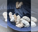 Small #8 Golden Retriever