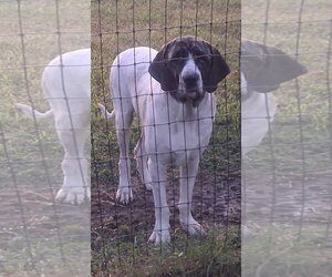 King Charles - Male Brazilian Mastiff Dog for Adoption - Photo #2