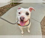 Small #2 American Pit Bull Terrier Mix