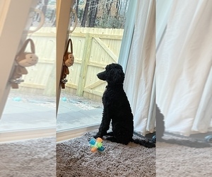 Mother of the Aussiedoodle puppies born on 03/29/2025