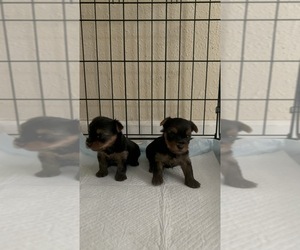 Yorkshire Terrier Puppy for sale in EXETER, CA, USA