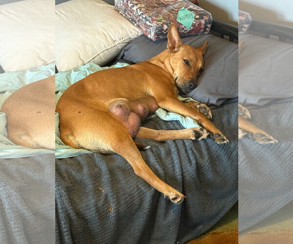 Medium Photo #2 Labrador Retriever-Unknown Mix Puppy For Sale in The Woodlands, TX, USA