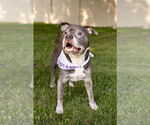 Small #3 Staffordshire Bull Terrier Mix