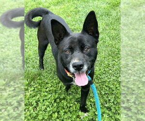 Mutt Dogs for adoption in Sacramento, CA, USA