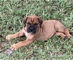 Small Photo #7 Boerboel Puppy For Sale in WEST PALM BCH, FL, USA