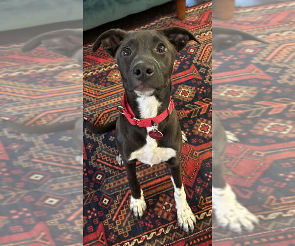 Medium Photo #2 Mountain Cur-Unknown Mix Puppy For Sale in Boston, MA, USA