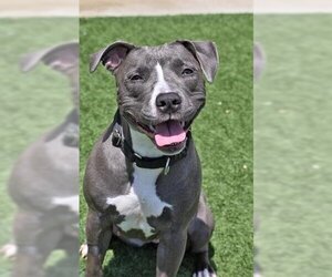 American Pit Bull Terrier Dogs for adoption in Derwood, MD, USA