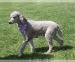 Small Photo #1 Goldendoodle Puppy For Sale in BROKEN BOW, OK, USA