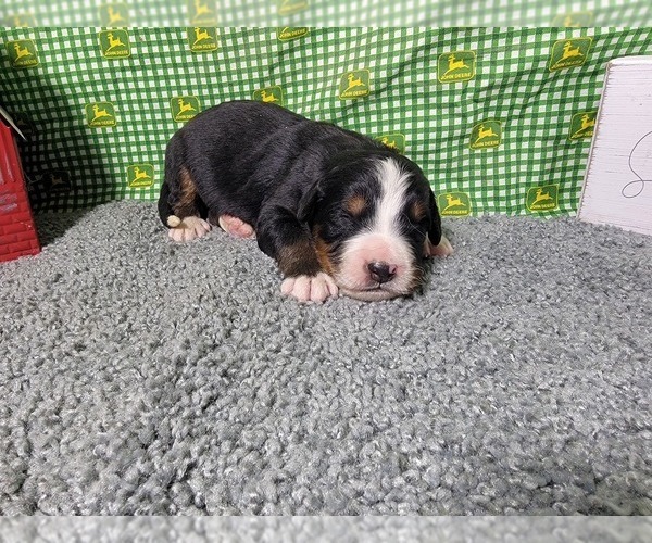 Medium Photo #11 Bernese Mountain Dog Puppy For Sale in BLACK FOREST, CO, USA