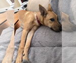Small #5 Carolina Dog Mix