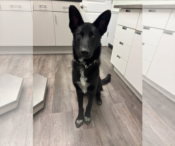 Medium Photo #1 German Shepherd Dog Puppy For Sale in La Grange , NC, USA