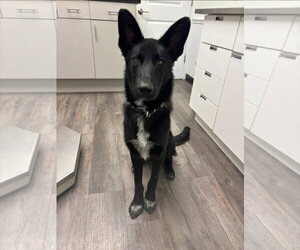 German Shepherd Dog Dogs for adoption in La Grange , NC, USA