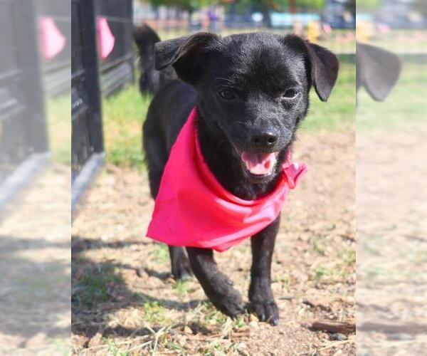 Medium Photo #1 Chihuahua-Unknown Mix Puppy For Sale in San Antonio, TX, USA