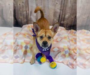 Wanda - Female Bulldog-Unknown Mix Dog for Adoption - Photo #3