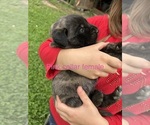 Small #2 Mastiff