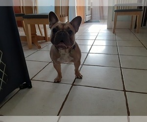 Mother of the French Bulldog puppies born on 06/02/2020