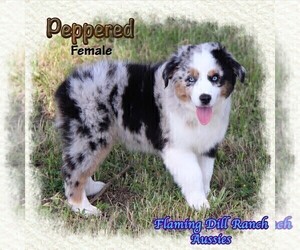 Medium Miniature Australian Shepherd