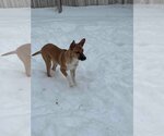 Small #2 Great Pyrenees Mix