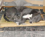 Small #4 American Staffordshire Terrier Mix