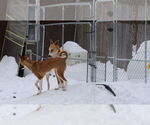 Small #25 Saluki-Whippet Mix