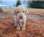 Small #1 Labrador Retriever