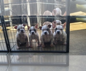 American Bully Puppy for sale in DIAMOND BAR, CA, USA