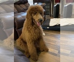Small Photo #1 Poodle (Standard) Puppy For Sale in GORDONSVILLE, VA, USA