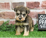 Small Photo #9 Schnauzer (Miniature) Puppy For Sale in SYRACUSE, IN, USA