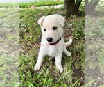 Small #7 German Shepherd Dog