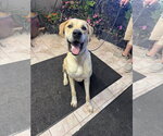 Small Photo #2 Great Dane-Unknown Mix Puppy For Sale in Leavenworth, KS, USA