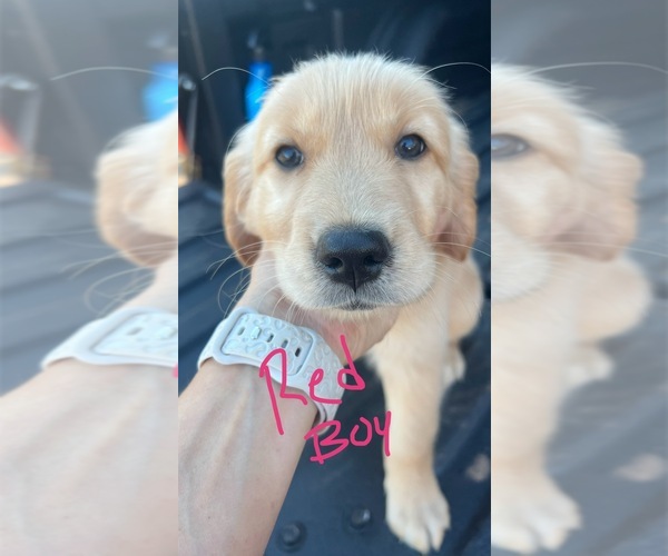 Medium Photo #7 Golden Retriever Puppy For Sale in BOILING SPGS, SC, USA