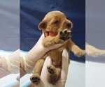 Small #8 Golden Retriever