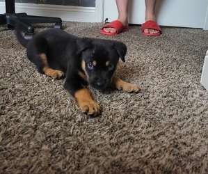 Rottweiler-Unknown Mix Puppy for sale in BAKERSFIELD, CA, USA