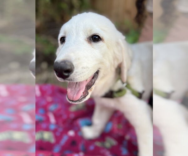 Medium Photo #11 Great Pyrenees Puppy For Sale in Spring, TX, USA