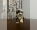 Small #65 Havanese