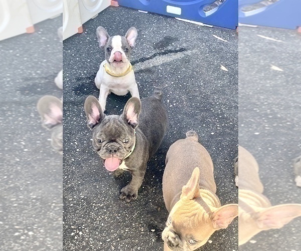 Medium Photo #7 French Bulldog Puppy For Sale in NEW MILFORD, CT, USA