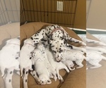 Small Photo #30 Dalmatian Puppy For Sale in MEM, TN, USA