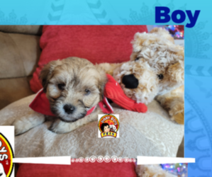 Poodle (Miniature) Puppy for sale in WENATCHEE, WA, USA
