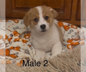 Pembroke Welsh Corgi Puppy for sale in GUTHRIE, KY, USA
