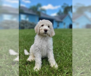 Aussiedoodle Puppy for sale in SAINT CLOUD, FL, USA