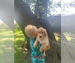 Small #3 Golden Retriever