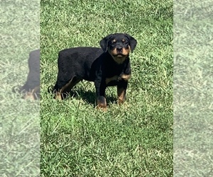 Rottweiler Puppy for Sale in HICKORY VALLEY, Tennessee USA