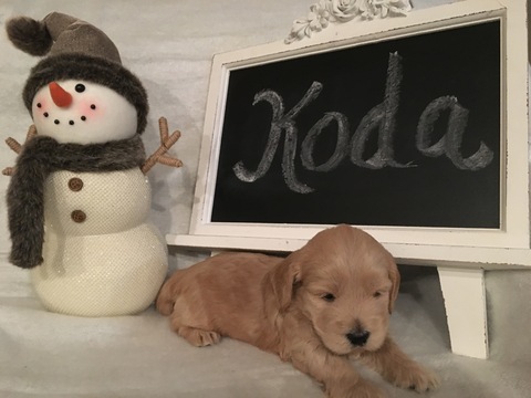 Medium Photo #1 Goldendoodle (Miniature) Puppy For Sale in MANSFIELD, OH, USA
