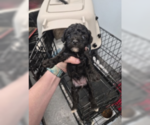 Small #4 Poodle (Miniature) Mix