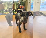 Small #15 American Pit Bull Terrier-Labrador Retriever Mix