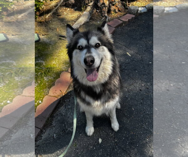 Medium Photo #2 Siberian Husky Puppy For Sale in Santa Clarita, CA, USA