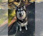Small #1 Siberian Husky